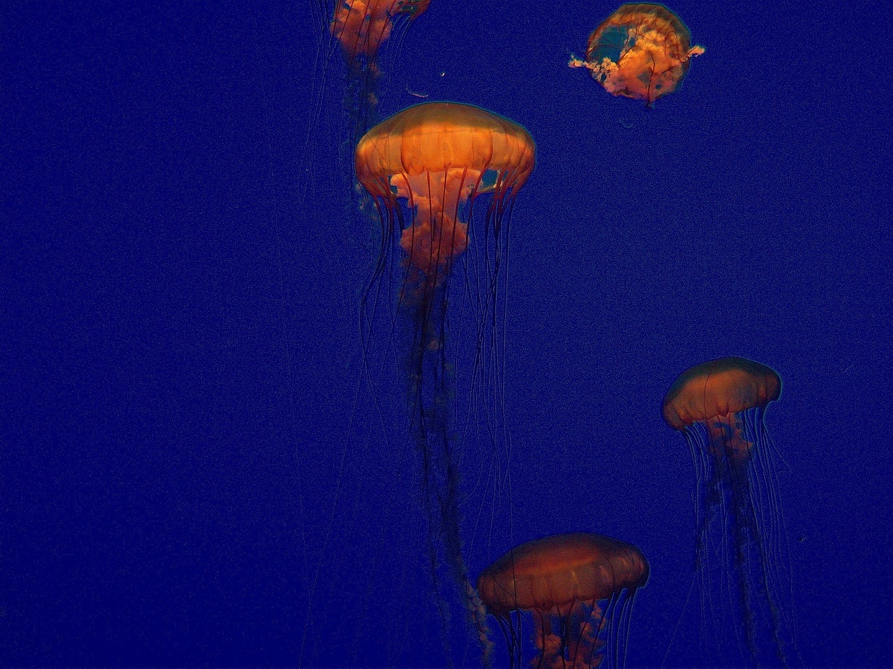 探秘世界第二大水族馆，新加坡S.E.A.海洋馆的深蓝奇幻